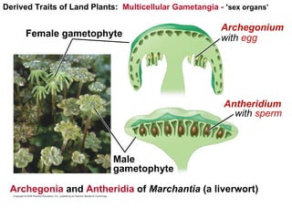 Derived Traits of Land Plants: Multicellular Gametangia - ‘sex organs’
Female gametophyte
Male
gametophyte
Antheridium
with sperm
Archegonium
with egg
Archegonia and Antheridia of Marchantia (a liverwort)
 