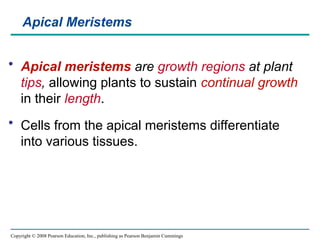 Copyright © 2008 Pearson Education, Inc., publishing as Pearson Benjamin Cummings
Apical Meristems
• Apical meristems are growth regions at plant
tips, allowing plants to sustain continual growth
in their length.
• Cells from the apical meristems differentiate
into various tissues.
 