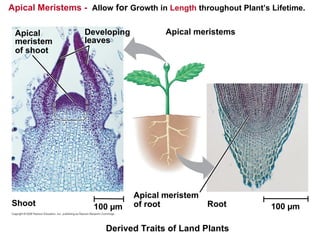 Apical Meristems - Allow for Growth in Length throughout Plant’s Lifetime.
Apical
meristem
of shoot
Developing
leaves
Apical meristems
Apical meristem
of root Root
100 µm 100 µm
Shoot
Derived Traits of Land Plants
 