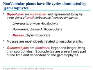 Copyright © 2008 Pearson Education, Inc., publishing as Pearson Benjamin Cummings
NonVascular plants have life cycles dominated by
gametophytes
• Bryophytes are nonvascular and represented today by
three phyla of small herbaceous (nonwoody) plants:
– Liverworts, phylum Hepatophyta
– Hornworts, phylum Anthocerophyta
– Mosses, phylum Bryophyta
• Mosses are most closely related to vascular plants.
• Gametophytes are dominant: larger and longer-living
than sporophytes. Sporophytes are present only part
of the time and dependent on the gametophytes.
 