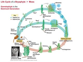 Life Cycle of a Bryophyte > Moss
Gametophyte is the
Dominant Generation
Key
Haploid (n)
Diploid (2n) Protonema
(n)
“Bud”
“Bud”
Male
gametophyte
(n)
Female
gametophyte (n)
Gametophore
Rhizoid
Spores
Spore
dispersal
Peristome
Sporangium
MEIOSIS Seta
Capsule
(sporangium)
Foot
Mature
sporophytes
Capsule with
peristome (SEM)
Female
gametophytes
2
mm
Raindrop
Sperm
Antheridia
Egg
Archegonia
FERTILIZATION
(within archegonium)
Zygote
(2n)
Embryo
Archegonium
Young
sporophyte
(2n)
 