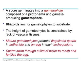 Copyright © 2008 Pearson Education, Inc., publishing as Pearson Benjamin Cummings
• A spore germinates into a gametophyte
composed of a protonema and gamete-
producing gametophore.
• Rhizoids anchor gametophytes to substrate.
• The height of gametophytes is constrained by
lack of vascular tissues.
• Mature gametophytes produce flagellated sperm
in antheridia and an egg in each archegonium.
• Sperm swim through a film of water to reach and
fertilize the egg.
 
