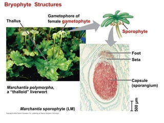 Bryophyte Structures
Thallus
Gametophore of
female gametophyte
Marchantia polymorpha,
a “thalloid” liverwort
Marchantia sporophyte (LM)
Sporophyte
Foot
Seta
Capsule
(sporangium)
500
µm
 