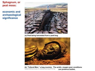 Sphagnum, or
peat moss:
economic and
archaeological
significance
(a) Peat being harvested from a peat bog.
(b) “Tollund Man,” a bog mummy: The acidic, oxygen poor conditions
can preserve bodies.
 