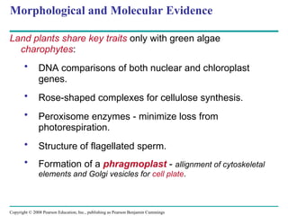 Copyright © 2008 Pearson Education, Inc., publishing as Pearson Benjamin Cummings
Morphological and Molecular Evidence
Land plants share key traits only with green algae
charophytes:
• DNA comparisons of both nuclear and chloroplast
genes.
• Rose-shaped complexes for cellulose synthesis.
• Peroxisome enzymes - minimize loss from
photorespiration.
• Structure of flagellated sperm.
• Formation of a phragmoplast - allignment of cytoskeletal
elements and Golgi vesicles for cell plate.
 