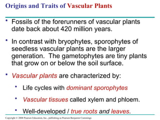 Copyright © 2008 Pearson Education, Inc., publishing as Pearson Benjamin Cummings
Origins and Traits of Vascular Plants
• Fossils of the forerunners of vascular plants
date back about 420 million years.
• In contrast with bryophytes, sporophytes of
seedless vascular plants are the larger
generation. The gametophytes are tiny plants
that grow on or below the soil surface.
• Vascular plants are characterized by:
• Life cycles with dominant sporophytes
• Vascular tissues called xylem and phloem.
• Well-developed / true roots and leaves.
 