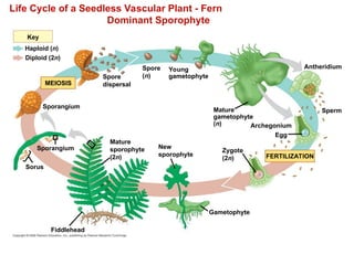 Life Cycle of a Seedless Vascular Plant - Fern
Dominant Sporophyte
Key
Haploid (n)
Diploid (2n)
MEIOSIS
Spore
dispersal
Sporangium
Sporangium
Mature
sporophyte
(2n)
Sorus
Fiddlehead
Spore
(n)
Young
gametophyte
Mature
gametophyte
(n) Archegonium
Egg
Antheridium
Sperm
FERTILIZATION
New
sporophyte
Gametophyte
Zygote
(2n)
 