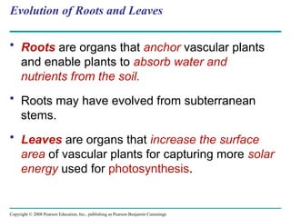Copyright © 2008 Pearson Education, Inc., publishing as Pearson Benjamin Cummings
Evolution of Roots and Leaves
• Roots are organs that anchor vascular plants
and enable plants to absorb water and
nutrients from the soil.
• Roots may have evolved from subterranean
stems.
• Leaves are organs that increase the surface
area of vascular plants for capturing more solar
energy used for photosynthesis.
 