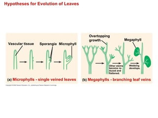 Hypotheses for Evolution of Leaves
Vascular tissue Sporangia Microphyll
(a) Microphylls - single veined leaves (b) Megaphylls - branching leaf veins
Overtopping
growth Megaphyll
Other stems
become re-
duced and
flattened.
Webbing
develops.
 