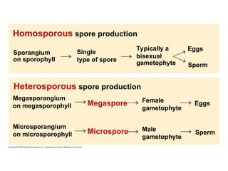 Homosporous spore production
Sporangium
on sporophyll
Single
type of spore
Typically a
bisexual
gametophyte
Eggs
Sperm
Eggs
Sperm
Heterosporous spore production
Megasporangium
on megasporophyll Megaspore Female
gametophyte
Male
gametophyte
Microspore
Microsporangium
on microsporophyll
 