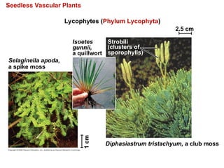 Seedless Vascular Plants
Lycophytes (Phylum Lycophyta)
Selaginella apoda,
a spike moss
Isoetes
gunnii,
a quillwort
Strobili
(clusters of
sporophylls)
2.5 cm
Diphasiastrum tristachyum, a club moss
1
cm
 