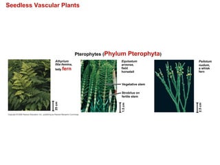Seedless Vascular Plants
Pterophytes (Phylum Pterophyta)
Athyrium
filix-femina,
lady fern
Vegetative stem
Strobilus on
fertile stem
1.5
cm
25
cm
2.5
cm
Psilotum
nudum,
a whisk
fern
Equisetum
arvense,
field
horsetail
 