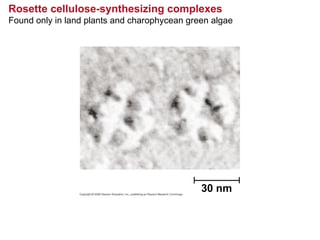 Rosette cellulose-synthesizing complexes
Found only in land plants and charophycean green algae
30 nm
 