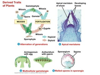 Derived Traits
of Plants Gametophyte
Mitosis Mitosis
Spore Gamete
Mitosis
n
n n
n
2n
MEIOSIS FERTILIZATION
Zygote
Sporophyte
Haploid
Diploid
1 2
3 4
Alternation of generations Apical meristems
Multicellular gametangia Walled spores in sporangia
Archegonium
with egg
Antheridium
with sperm
Sporangium Spores
Apical meristem
of shoot
Developing
leaves
 