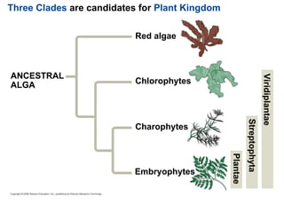 Three Clades are candidates for Plant Kingdom
ANCESTRAL
ALGA
Red algae
Chlorophytes
Charophytes
Embryophytes
Viridiplantae
Streptophyta
Plantae
 