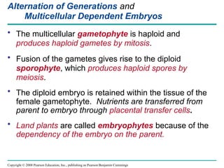 Copyright © 2008 Pearson Education, Inc., publishing as Pearson Benjamin Cummings
Alternation of Generations and
Multicellular Dependent Embryos
• The multicellular gametophyte is haploid and
produces haploid gametes by mitosis.
• Fusion of the gametes gives rise to the diploid
sporophyte, which produces haploid spores by
meiosis.
• The diploid embryo is retained within the tissue of the
female gametophyte. Nutrients are transferred from
parent to embryo through placental transfer cells.
• Land plants are called embryophytes because of the
dependency of the embryo on the parent.
 