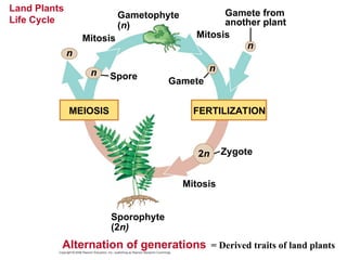 Land Plants
Life Cycle Gametophyte
(n)
Gamete from
another plant
n
n
Mitosis
Gamete
FERTILIZATION
MEIOSIS
Mitosis
Spore
n
n
2n Zygote
Mitosis
Sporophyte
(2n)
Alternation of generations = Derived traits of land plants
 