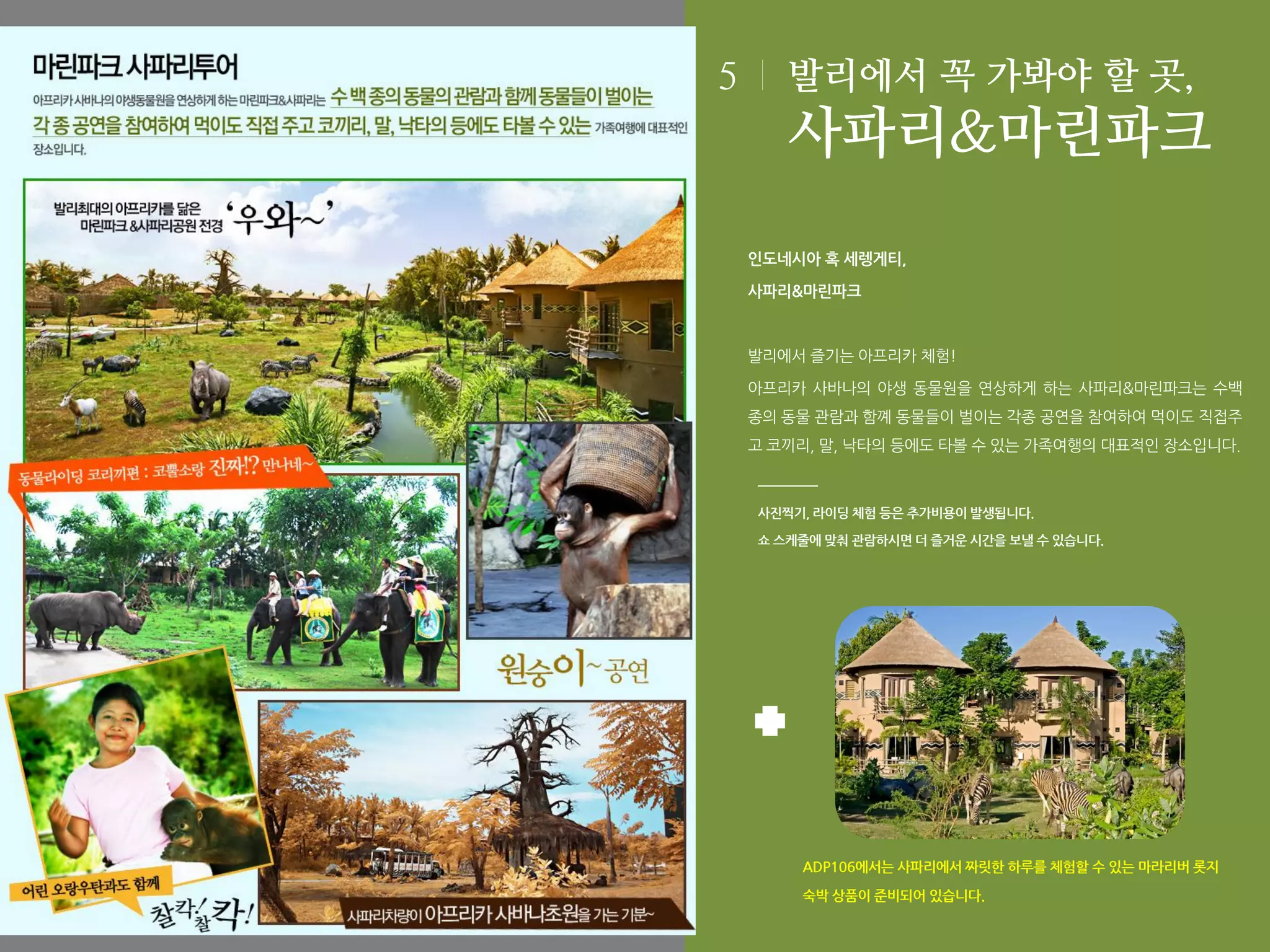 5

발리에서 꼭 가봐야 할 곳,

사파리&마린파크
인도네시아 혹 세렝게티,
사파리&마린파크

발리에서 즐기는 아프리카 체험!
아프리카 사바나의 야생 동물원을 연상하게 하는 사파리&마린파크는 수백
종의 동물 관람과 함꼐 동물들이 벌이는 각종 공연을 참여하여 먹이도 직접주
고 코끼리, 말, 낙타의 등에도 타볼 수 있는 가족여행의 대표적인 장소입니다.

사진찍기, 라이딩 체험 등은 추가비용이 발생됩니다.
쇼 스케줄에 맞춰 관람하시면 더 즐거운 시간을 보낼 수 있습니다.

ADP106에서는 사파리에서 짜릿한 하루를 체험할 수 있는 마라리버 롯지
숙박 상품이 준비되어 있습니다.

 