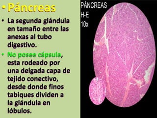 •Páncreas
• La segunda glándula
en tamaño entre las
anexas al tubo
digestivo.
• No posee cápsula,
esta rodeado por
una delgada capa de
tejido conectivo,
desde donde finos
tabiques dividen a
la glándula en
lóbulos.
 