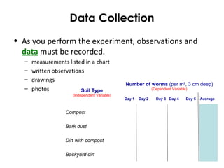 Data Collection
• As you perform the experiment, observations and
data must be recorded.
– measurements listed in a chart
– written observations
– drawings
– photos Soil Type
(Independent Variable)
Number of worms (per m2
, 3 cm deep)
(Dependent Variable)
Day 1 Day 2 Day 3 Day 4 Day 5 Average
Compost
Bark dust
Dirt with compost
Backyard dirt
 