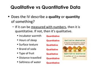 Qualitative vs Quantitative Data
• Does the IV describe a quality or quantity
of something?
– If it can be measured with numbers, then it is
quantitative. If not, then it’s qualitative.
• Incubator warmth
• Hours of sleep
• Surface texture
• Brand of soda
• Type of fruit
• Distance travelled
• Saltiness of water
Quantitative
Quantitative
Qualitative
Qualitative
Qualitative
Quantitative
Quantitative
 
