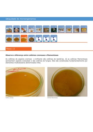 Ubiquidade de microorganismos
Intro
1211
100704
15
02 0805
16
03
14
0906
17
01
Passo 13
13
Observe a diferença entre colônias cremosas e filamentosas
As colônias de aspecto cremoso e brilhante são colônias de bactérias. Já as colônias filamentosas
apresentam aspecto aveludado e são colônias de fungos. Elas são constituídas fundamentalmente por
elementos multicelulares denominados hifas.
Colônia cremosa Colônias filamentosas
várias experiências, um só lugar
 