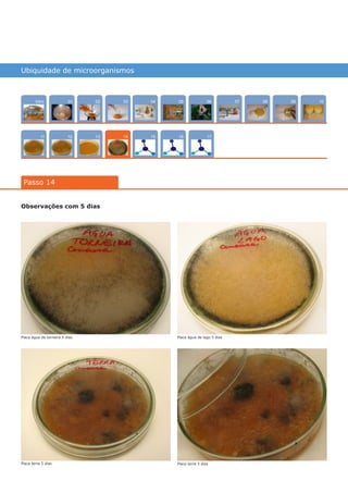 Ubiquidade de microorganismos
Intro
1211
100704
15
02
13
0805
16
03 0906
17
01
Passo 14
14
Observações com 5 dias
Placa água de torneira 5 dias
Placa terra 5 dias Placa terra 5 dias
Placa água de lago 5 dias
várias experiências, um só lugar
 