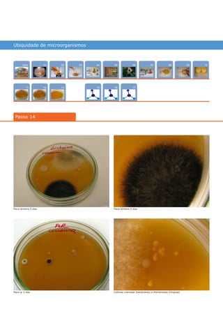 Ubiquidade de microorganismos
Intro
1211
100704
15
02
13
0805
16
03 0906
17
01
Passo 14
Placa dinheiro 5 dias
Placa ar 5 dias
Placa dinheiro 5 dias
Colônias cremosas (bacterianas) e filamentosas (fúngicas)
várias experiências, um só lugar
14
 