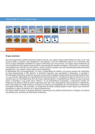 Ubiquidade de microorganismos
Intro
1211
10070402
13
0805
16
03
14
0906
17
01
Passo 15
15
O que acontece
Os microorganismos estão presentes na água (mares, rios, lagos e água subterrânea) no solo, no ar, nos
animais (pele, mucosas, tubo digestório), nas plantas e até em ambientes pobres em nutrientes, tais
como a água destilada e também em alguns alimentos que consumimos. Em todos esses ambientes os
microorganismos têm papel fundamental na manutenção do equilíbrio biológico. Felizmente, a maioria dos
microorganismos não faz mal ao homem, porém existem aqueles que são considerados potencialmente
patogênicos, que podem causar danos aos hospedeiros.
A ubiqüidade dos microorganismos, ou seja, a capacidade de habitar uma gama enorme de ambientes
se deve basicamente a três fatores: o tamanho reduzido, que possibilita a dispersão; a variação e
flexibilização metabólica, existente no grupo que permite se adaptar rapidamente às condições ambientais;
e a sua grande capacidade de transferência horizontal de genes. Transferência gênica horizontal é uma
maneira que os microrganismos têm de trocar material gênico. A transferência vertical é a que acontece
entre o indivíduo e sua prole (seus “filhos”). Já na transferência horizontal, o organismo recebe um
fragmento de DNA ou RNA de outro organismo que não é seu antecedente. Esse processo é importante,
pois a aquisição de material gênico aumenta as chances de adaptação do microorganismo a diferentes
condições ambientais. Por exemplo, no fragmento de DNA recebido podem existir genes que conferem
resistência a algum antibiótico ou a altas temperaturas.
Por todos esses motivos é possível observar crescimento de colônias bacterianas e fúngicas em placas
inoculadas com amostras de diferentes ambientes.
várias experiências, um só lugar
 