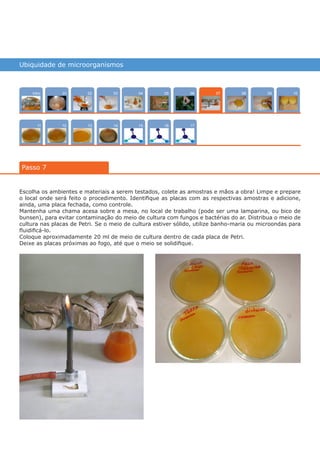 Ubiquidade de microorganismos
Intro
1211
1004
15
02
13
0805
16
03
14
0906
17
01
Passo 7
07
Escolha os ambientes e materiais a serem testados, colete as amostras e mãos a obra! Limpe e prepare
o local onde será feito o procedimento. Identifique as placas com as respectivas amostras e adicione,
ainda, uma placa fechada, como controle.
Mantenha uma chama acesa sobre a mesa, no local de trabalho (pode ser uma lamparina, ou bico de
bunsen), para evitar contaminação do meio de cultura com fungos e bactérias do ar. Distribua o meio de
cultura nas placas de Petri. Se o meio de cultura estiver sólido, utilize banho-maria ou microondas para
fluidificá-lo.
Coloque aproximadamente 20 ml de meio de cultura dentro de cada placa de Petri.
Deixe as placas próximas ao fogo, até que o meio se solidifique.
várias experiências, um só lugar
 