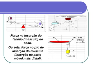 Força na inserção do tendão (músculo) do osso. Ou seja, força no pto de inserção do músculo (inserção na parte móvel,mais distal). 
