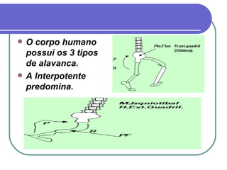 O corpo humano possui os 3 tipos de alavanca. A Interpotente predomina. 