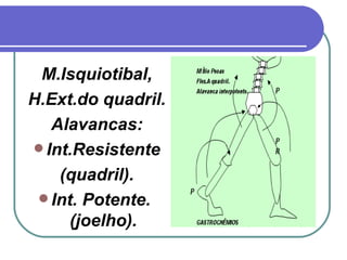 M.Isquiotibal, H.Ext.do quadril. Alavancas: Int.Resistente (quadril). Int. Potente.  (joelho). 