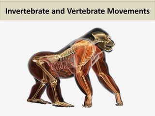 Invertebrate and Vertebrate Movements
 