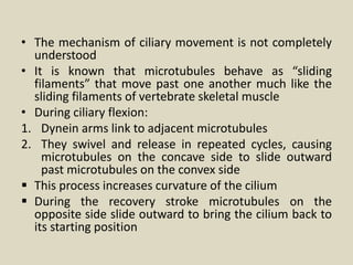 • The mechanism of ciliary movement is not completely
understood
• It is known that microtubules behave as “sliding
filaments” that move past one another much like the
sliding filaments of vertebrate skeletal muscle
• During ciliary flexion:
1. Dynein arms link to adjacent microtubules
2. They swivel and release in repeated cycles, causing
microtubules on the concave side to slide outward
past microtubules on the convex side
 This process increases curvature of the cilium
 During the recovery stroke microtubules on the
opposite side slide outward to bring the cilium back to
its starting position
 