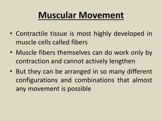Muscular Movement
• Contractile tissue is most highly developed in
muscle cells called fibers
• Muscle fibers themselves can do work only by
contraction and cannot actively lengthen
• But they can be arranged in so many different
configurations and combinations that almost
any movement is possible
 