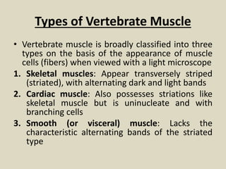 Types of Vertebrate Muscle
• Vertebrate muscle is broadly classified into three
types on the basis of the appearance of muscle
cells (fibers) when viewed with a light microscope
1. Skeletal muscles: Appear transversely striped
(striated), with alternating dark and light bands
2. Cardiac muscle: Also possesses striations like
skeletal muscle but is uninucleate and with
branching cells
3. Smooth (or visceral) muscle: Lacks the
characteristic alternating bands of the striated
type
 