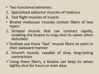 • Two functional extremes:
1. Specialized adductor muscles of molluscs
2. Fast flight muscles of insects
• Bivalve molluscan muscles contain fibers of two
types:
1. Striated muscle that can contract rapidly,
enabling the bivalve to snap shut its valves when
disturbed
Scallops use these “fast” muscle fibers to swim in
their awkward manner
2. Smooth muscle, capable of slow, long-lasting
contractions
Using these fibers, a bivalve can keep its valves
tightly shut for hours or even days
 
