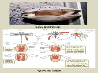 Mollusc aductor muscles
Flight muscles in insects
 