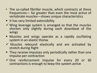 • The so-called fibrillar muscle, which contracts at these
frequencies— far greater than even the most active of
vertebrate muscles—shows unique characteristics
 It has very limited extensibility
 Wing leverage system is arranged so that the muscles
shorten only slightly during each downbeat of the
wings
 Muscles and wings operate as a rapidly oscillating
system in an elastic thorax
 Muscles rebound elastically and are activated by
stretch during flight
 They receive impulses only periodically rather than one
impulse per contraction
 One reinforcement impulse for every 20 or 30
contractions is enough to keep the system active
 