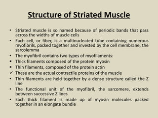 Structure of Striated Muscle
• Striated muscle is so named because of periodic bands that pass
across the widths of muscle cells
• Each cell, or fiber, is a multinucleated tube containing numerous
myofibrils, packed together and invested by the cell membrane, the
sarcolemma
• The myofibril contains two types of myofilaments:
 Thick filaments composed of the protein myosin
 Thin filaments, composed of the protein actin
 These are the actual contractile proteins of the muscle
• Thin filaments are held together by a dense structure called the Z
line
• The functional unit of the myofibril, the sarcomere, extends
between successive Z lines
• Each thick filament is made up of myosin molecules packed
together in an elongate bundle
 