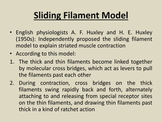 Sliding Filament Model
• English physiologists A. F. Huxley and H. E. Huxley
(1950s): Independently proposed the sliding filament
model to explain striated muscle contraction
• According to this model:
1. The thick and thin filaments become linked together
by molecular cross bridges, which act as levers to pull
the filaments past each other
2. During contraction, cross bridges on the thick
filaments swing rapidly back and forth, alternately
attaching to and releasing from special receptor sites
on the thin filaments, and drawing thin filaments past
thick in a kind of ratchet action
 