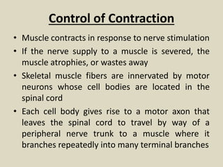 Control of Contraction
• Muscle contracts in response to nerve stimulation
• If the nerve supply to a muscle is severed, the
muscle atrophies, or wastes away
• Skeletal muscle fibers are innervated by motor
neurons whose cell bodies are located in the
spinal cord
• Each cell body gives rise to a motor axon that
leaves the spinal cord to travel by way of a
peripheral nerve trunk to a muscle where it
branches repeatedly into many terminal branches
 