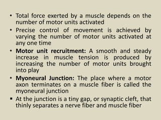 • Total force exerted by a muscle depends on the
number of motor units activated
• Precise control of movement is achieved by
varying the number of motor units activated at
any one time
• Motor unit recruitment: A smooth and steady
increase in muscle tension is produced by
increasing the number of motor units brought
into play
• Myoneural Junction: The place where a motor
axon terminates on a muscle fiber is called the
myoneural junction
 At the junction is a tiny gap, or synaptic cleft, that
thinly separates a nerve fiber and muscle fiber
 