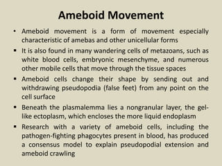 Ameboid Movement
• Ameboid movement is a form of movement especially
characteristic of amebas and other unicellular forms
 It is also found in many wandering cells of metazoans, such as
white blood cells, embryonic mesenchyme, and numerous
other mobile cells that move through the tissue spaces
 Ameboid cells change their shape by sending out and
withdrawing pseudopodia (false feet) from any point on the
cell surface
 Beneath the plasmalemma lies a nongranular layer, the gel-
like ectoplasm, which encloses the more liquid endoplasm
 Research with a variety of ameboid cells, including the
pathogen-fighting phagocytes present in blood, has produced
a consensus model to explain pseudopodial extension and
ameboid crawling
 