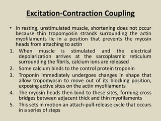 Excitation-Contraction Coupling
• In resting, unstimulated muscle, shortening does not occur
because thin tropomyosin strands surrounding the actin
myofilaments lie in a position that prevents the myosin
heads from attaching to actin
1. When muscle is stimulated and the electrical
depolarization arrives at the sarcoplasmic reticulum
surrounding the fibrils, calcium ions are released
2. Some calcium binds to the control protein troponin
3. Troponin immediately undergoes changes in shape that
allow tropomyosin to move out of its blocking position,
exposing active sites on the actin myofilaments
4. The myosin heads then bind to these sites, forming cross
bridges between adjacent thick and thin myofilaments
5. This sets in motion an attach-pull-release cycle that occurs
in a series of steps
 