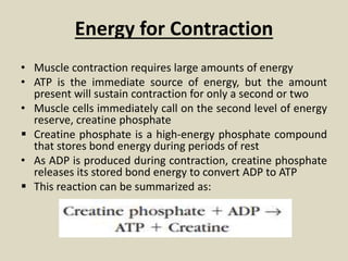 Energy for Contraction
• Muscle contraction requires large amounts of energy
• ATP is the immediate source of energy, but the amount
present will sustain contraction for only a second or two
• Muscle cells immediately call on the second level of energy
reserve, creatine phosphate
 Creatine phosphate is a high-energy phosphate compound
that stores bond energy during periods of rest
• As ADP is produced during contraction, creatine phosphate
releases its stored bond energy to convert ADP to ATP
 This reaction can be summarized as:
 