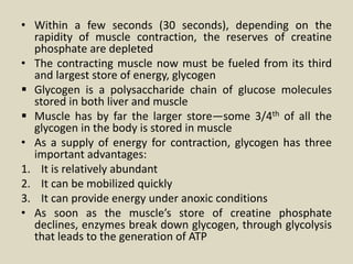• Within a few seconds (30 seconds), depending on the
rapidity of muscle contraction, the reserves of creatine
phosphate are depleted
• The contracting muscle now must be fueled from its third
and largest store of energy, glycogen
 Glycogen is a polysaccharide chain of glucose molecules
stored in both liver and muscle
 Muscle has by far the larger store—some 3/4th of all the
glycogen in the body is stored in muscle
• As a supply of energy for contraction, glycogen has three
important advantages:
1. It is relatively abundant
2. It can be mobilized quickly
3. It can provide energy under anoxic conditions
• As soon as the muscle’s store of creatine phosphate
declines, enzymes break down glycogen, through glycolysis
that leads to the generation of ATP
 