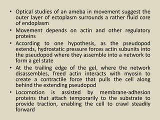 • Optical studies of an ameba in movement suggest the
outer layer of ectoplasm surrounds a rather fluid core
of endoplasm
• Movement depends on actin and other regulatory
proteins
• According to one hypothesis, as the pseudopod
extends, hydrostatic pressure forces actin subunits into
the pseudopod where they assemble into a network to
form a gel state
• At the trailing edge of the gel, where the network
disassembles, freed actin interacts with myosin to
create a contractile force that pulls the cell along
behind the extending pseudopod
• Locomotion is assisted by membrane-adhesion
proteins that attach temporarily to the substrate to
provide traction, enabling the cell to crawl steadily
forward
 