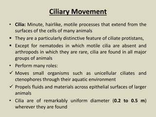 Ciliary Movement
• Cilia: Minute, hairlike, motile processes that extend from the
surfaces of the cells of many animals
 They are a particularly distinctive feature of ciliate protistans,
 Except for nematodes in which motile cilia are absent and
arthropods in which they are rare, cilia are found in all major
groups of animals
• Perform many roles:
 Moves small organisms such as unicellular ciliates and
ctenophores through their aquatic environment
 Propels fluids and materials across epithelial surfaces of larger
animals
• Cilia are of remarkably uniform diameter (0.2 to 0.5 m)
wherever they are found
 